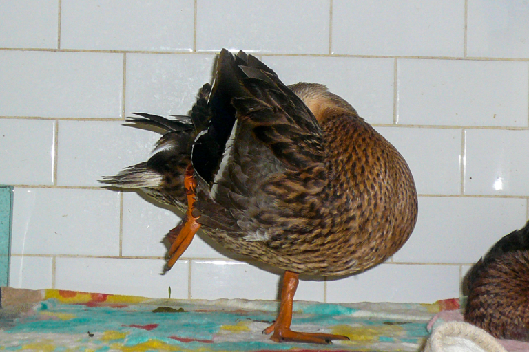 Wild Bird Project fundraiser